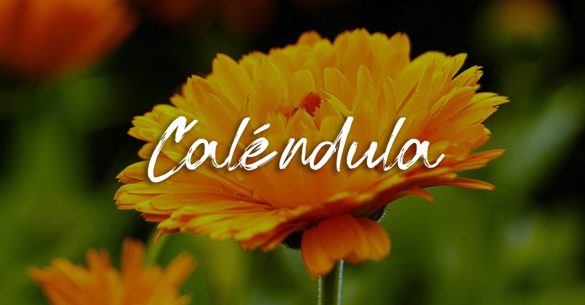 CALÉNDULA