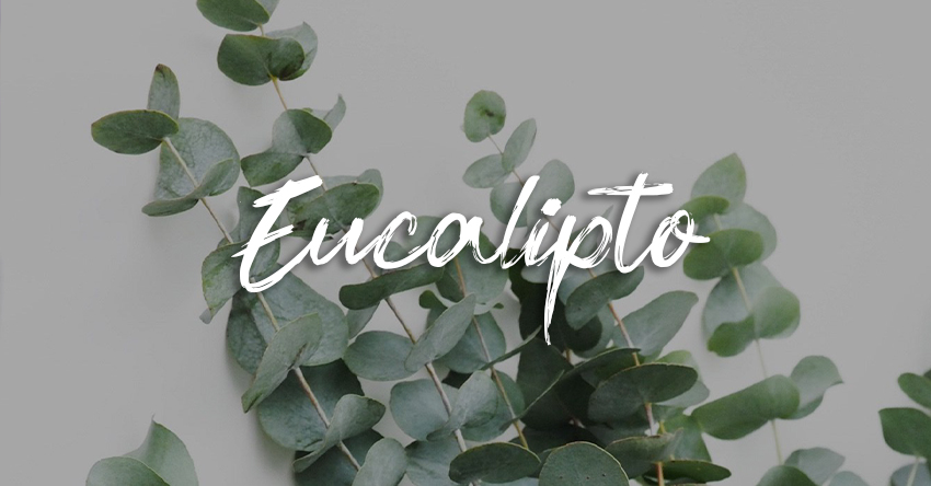 eucalipto