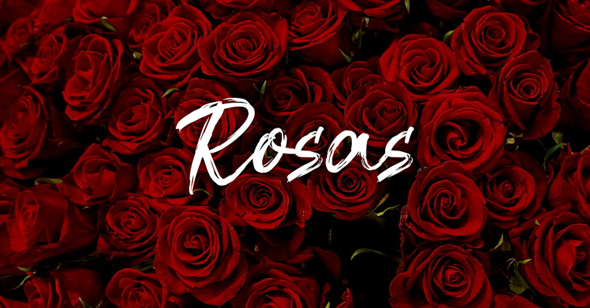 ROSAS (EXCLUSIVO)